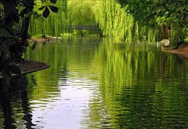 REIKI LA PAZ INTERIOR.